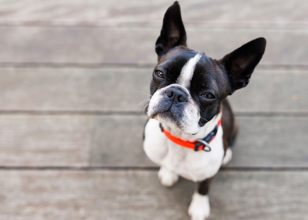 #5. Boston terriers